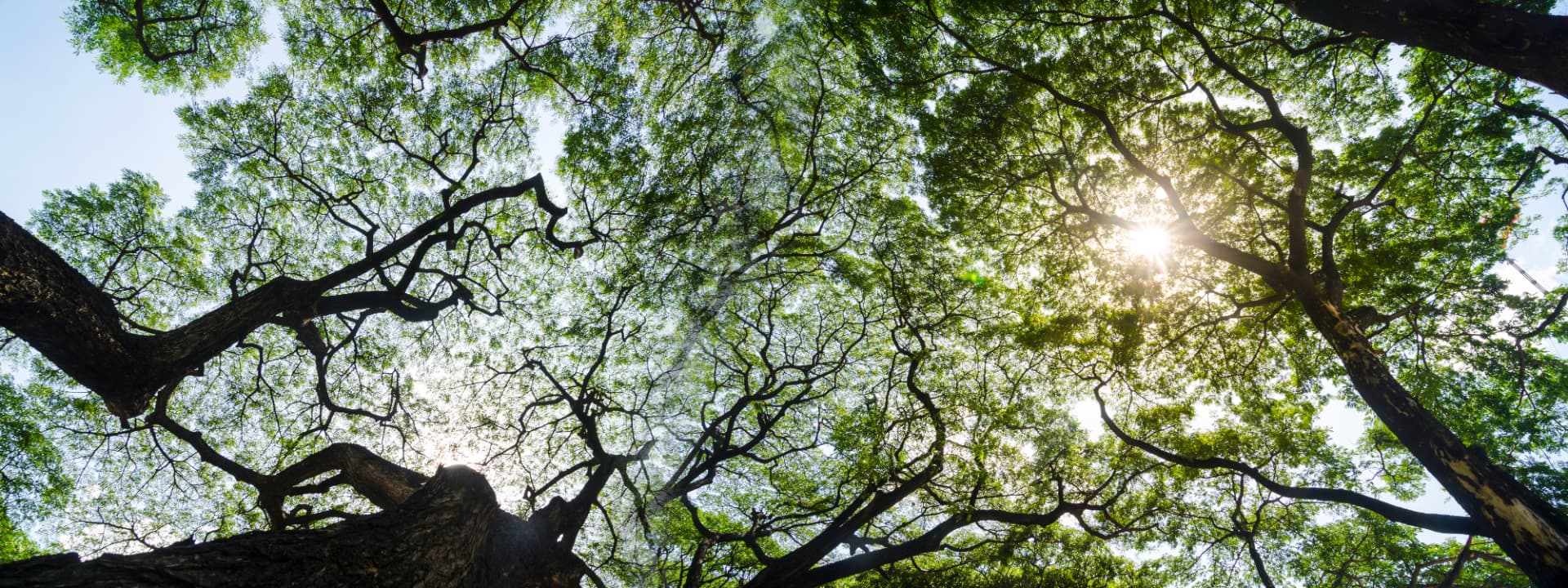 Sunlight through a broad tree canopy